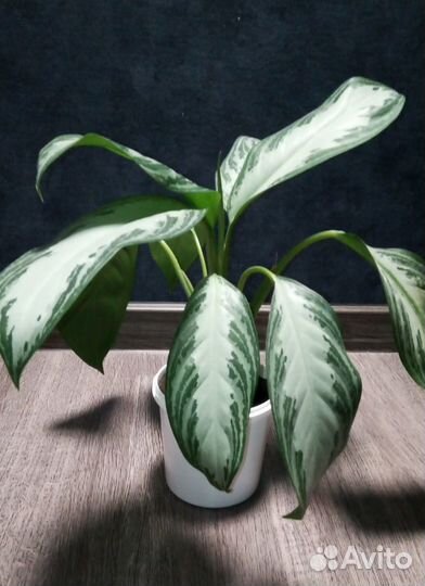 Комнатные цветы: Аглаонема