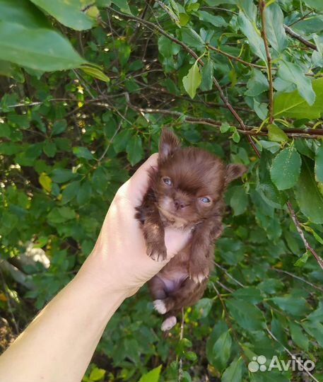 Чихуахуа мини девочка