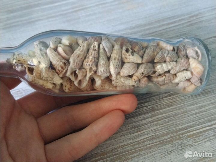 Ракушки из Новороссийска