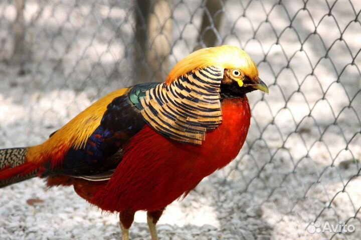 Маран павлин