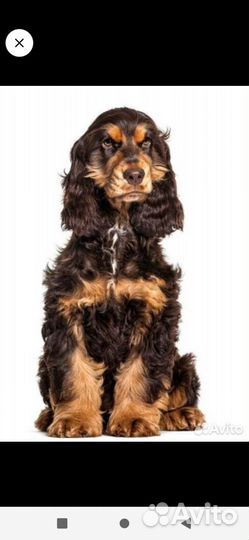 Кокер спаниель