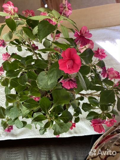 Ванька мокрый