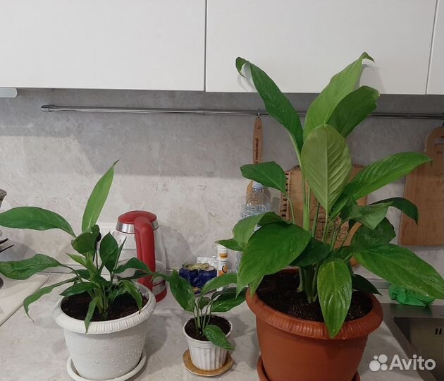 Спатифиллум