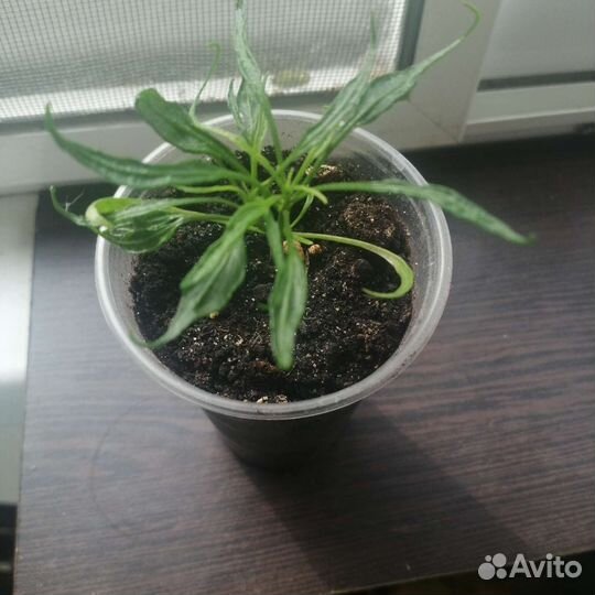 Комнатный перец(Candlelight Mutant)
