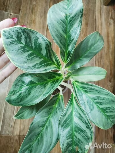 Аглаонема Ei Qu Sung