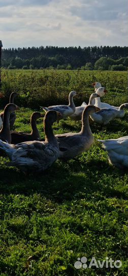 Гуси холмогоры