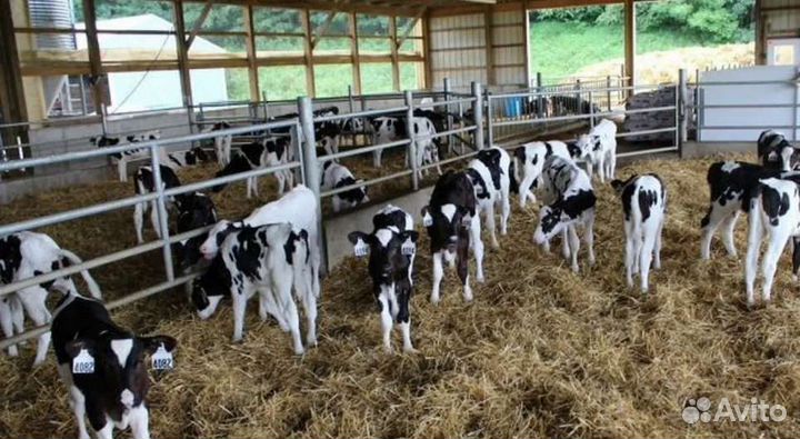 Бычки на откорм