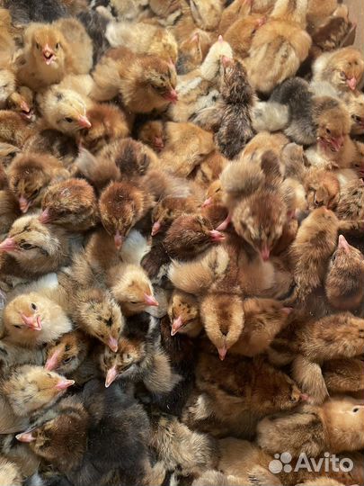 Цыплята Кучинская юбилейная