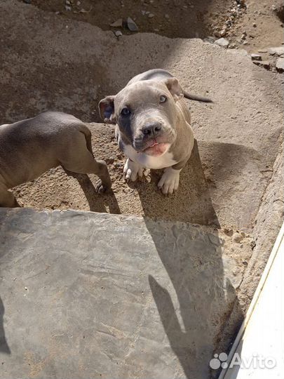 Девочка стаффа