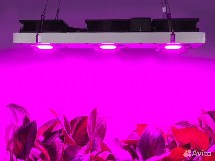 COB Матрица Флора 50Вт для гидропоники 220V