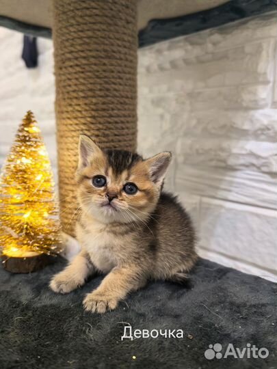 Шотландская вислоухая золотая шиншилла