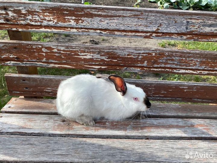 Кролики калифорнийцы