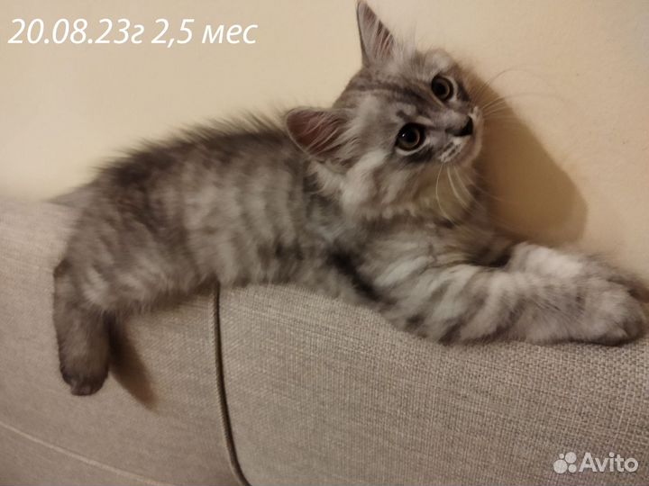 Клубный котенок Сибирской породы