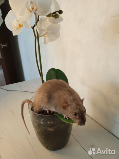 Крыса дамбо