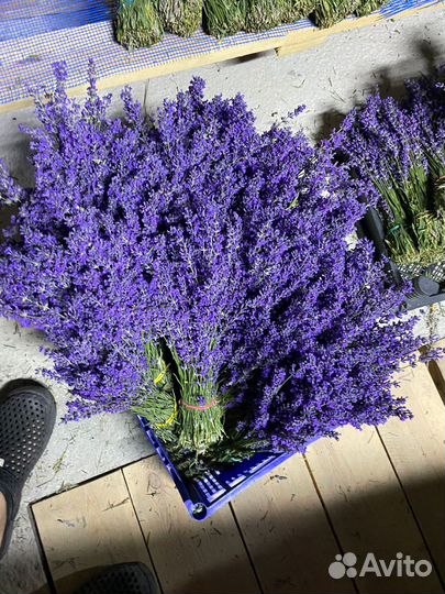 Лаванда,букеты, пучки