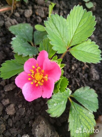 Клубника рассада