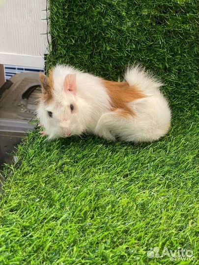 Породистые Морские свинки