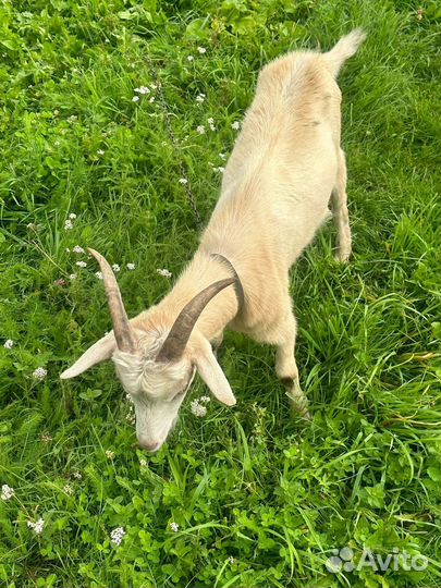 Коза дойная