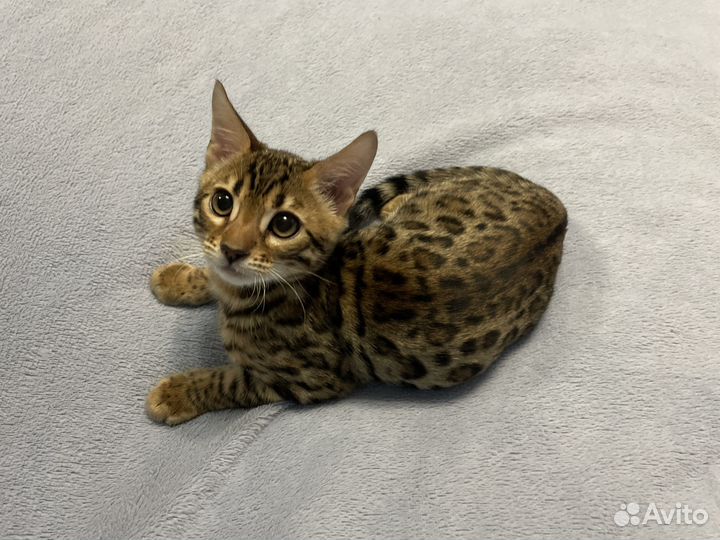 Бенгальский котёнок