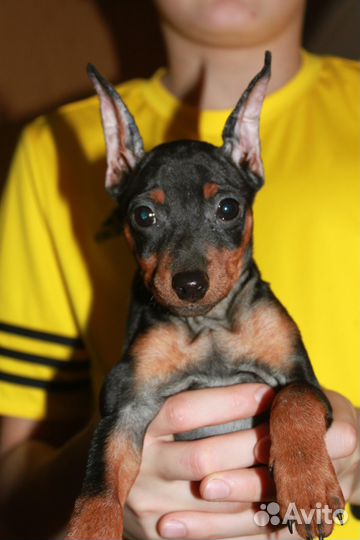 Цвергпинчер щенки