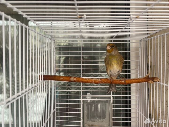 Гибрид щегла и канарейки