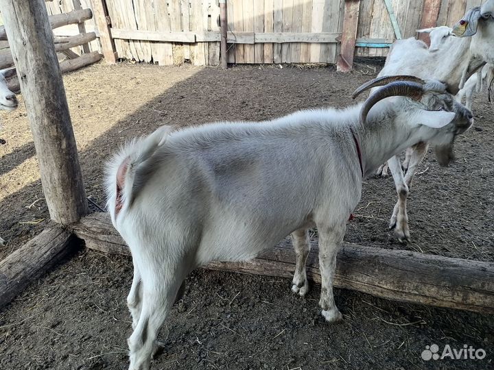 Продается зааненский козел
