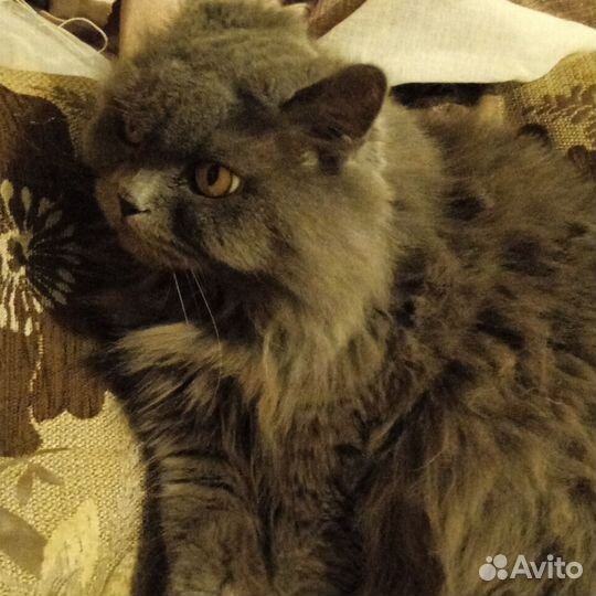Британская кошка в дар