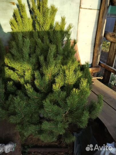 Сосна новогодняя ёлка