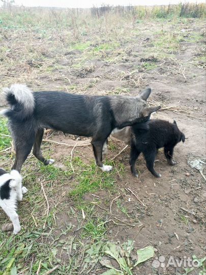 Продам щенков лайки