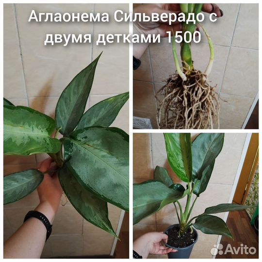Аглаонема сильверадо
