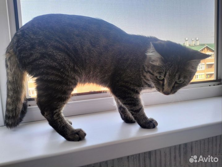 Кот мышелов