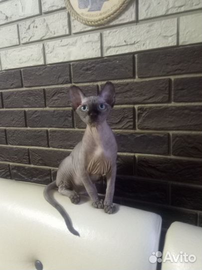 Канадский сфинкс котенок девочка