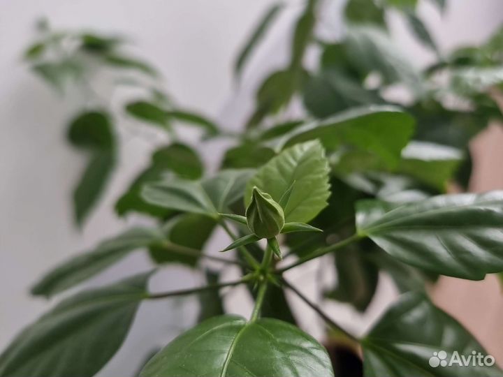 Китайская роза. Гибискус