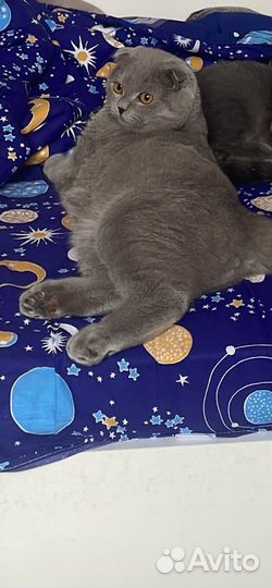 Шотландец вислоухий вязка