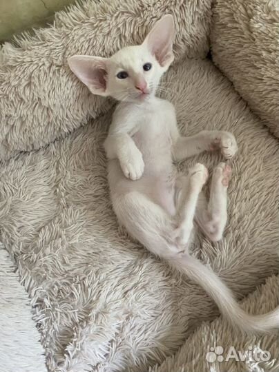 Ориентальные котята