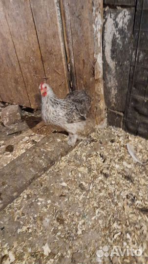 Инкубационное яйцо кур несушек