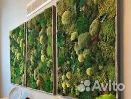 Стены из мха для естественного уюта Арт: 214261