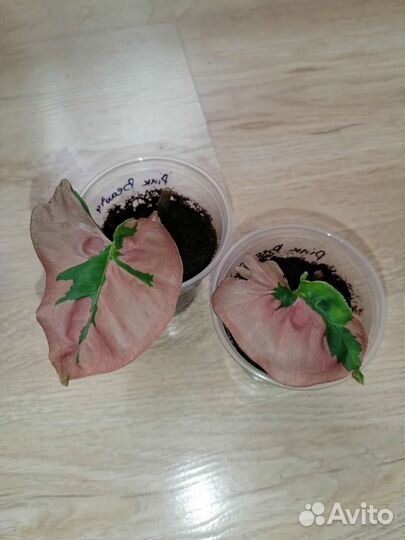 Сингониум, Хоя