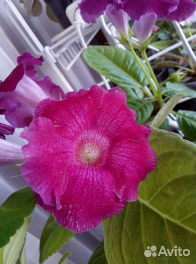 Глоксиния цветущая