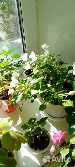 Белый бальзамин