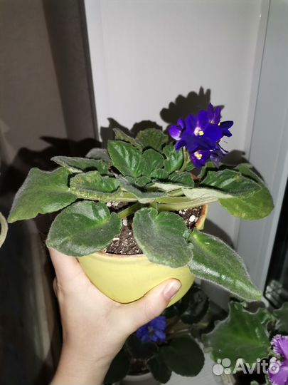 Сортовые фиалки листики