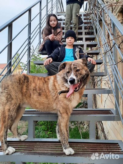 Кавказская овчарка