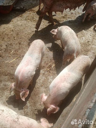 Поросята