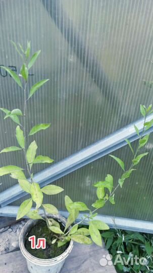 Годжи саженец зкс