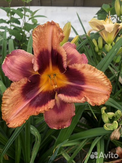 Продам лилейники