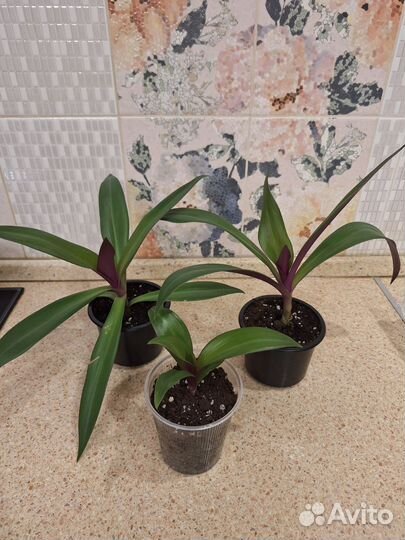 Цветы комнатные одна цена