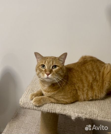 Кот Рональд