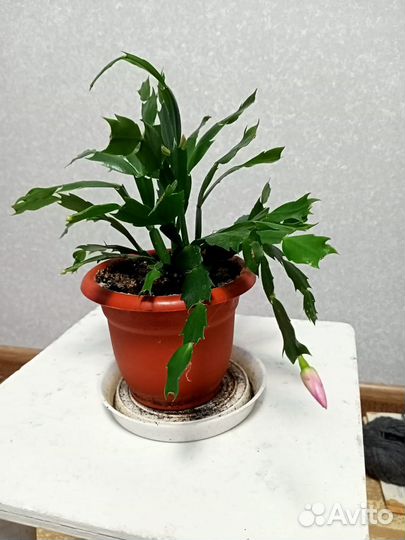 Декабрист розовый