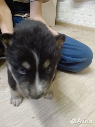 Щенки хаски