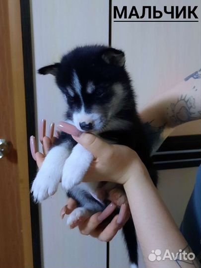 Щенки хаски